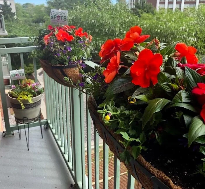Inspiring container gardens, gorgeous planters for colorful